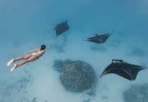 Dive deep into the sea at Ocean Film Festival in Guildford