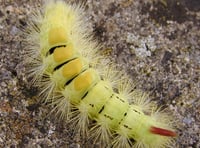 Big, hairy and brightly coloured: The pale tussock caterpillar