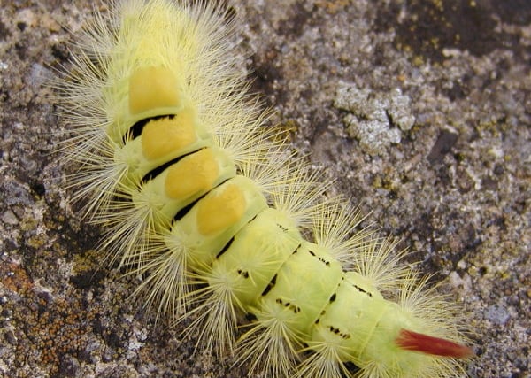 Big, hairy and brightly coloured: The pale tussock caterpillar