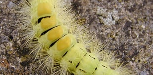 Big, hairy and brightly coloured: The pale tussock caterpillar