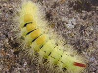 Big, hairy and brightly coloured: The pale tussock caterpillar