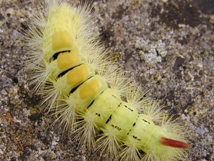 Big, hairy and brightly coloured: The pale tussock caterpillar