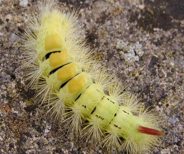 Pale Tussock moth larva - photo © Steve Vanderhoeven, with permission from ukmoths.org.uk 