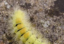 Big, hairy and brightly coloured: The pale tussock caterpillar