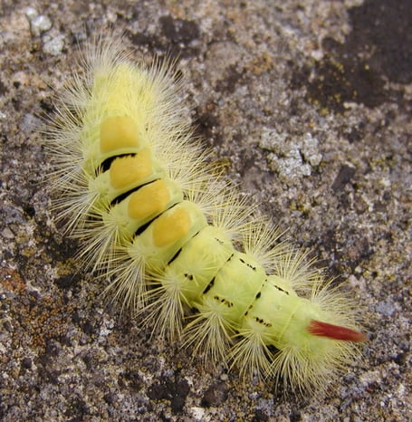 Pale Tussock moth larva - photo © Steve Vanderhoeven, with permission from ukmoths.org.uk 