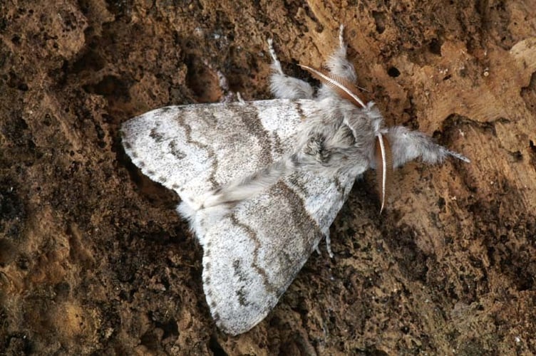Pale Tussock moth - photo ©Alan Kimber, with permission from ukmoths.org.uk