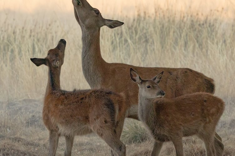 Annie Fluke: Deer enjoying an early morning nibble