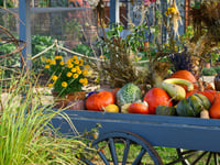 Wisley spectacular shows excellent taste