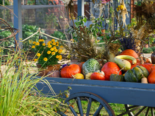 Wisley spectacular shows excellent taste