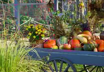 Wisley spectacular shows excellent taste