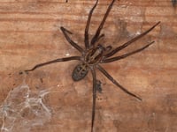 Don't panic, spiders won't hurt you
