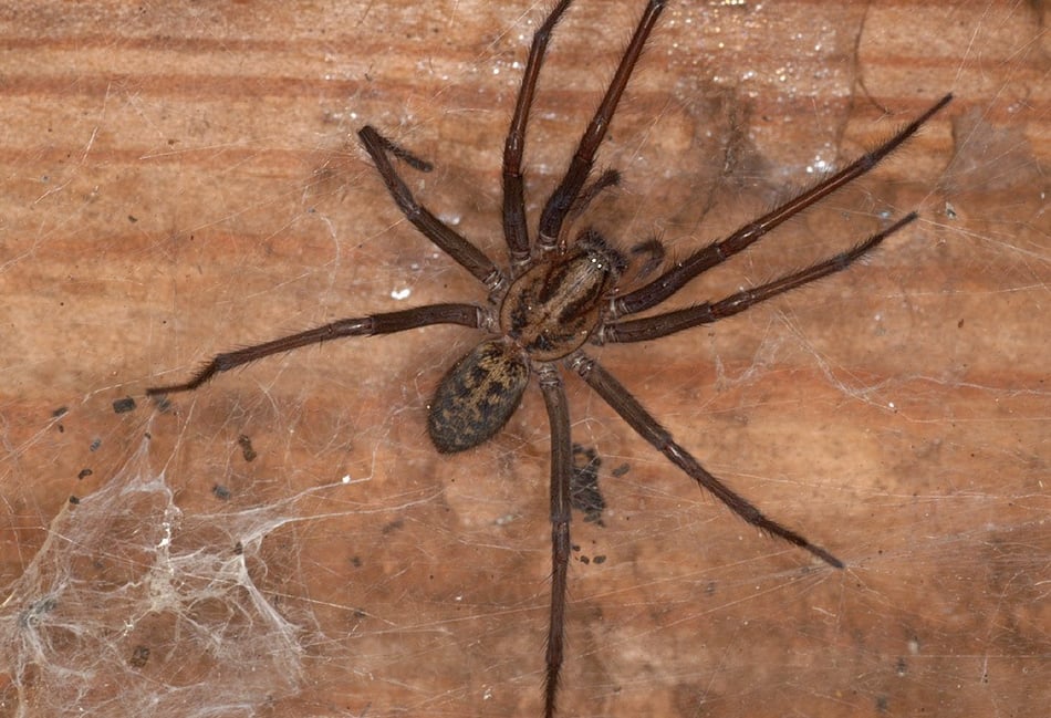 Don't panic, spiders won't hurt you
