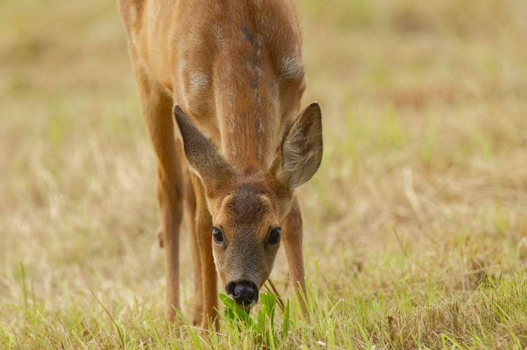 Deer