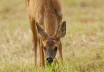 Artworks closes Chobham Festival in style