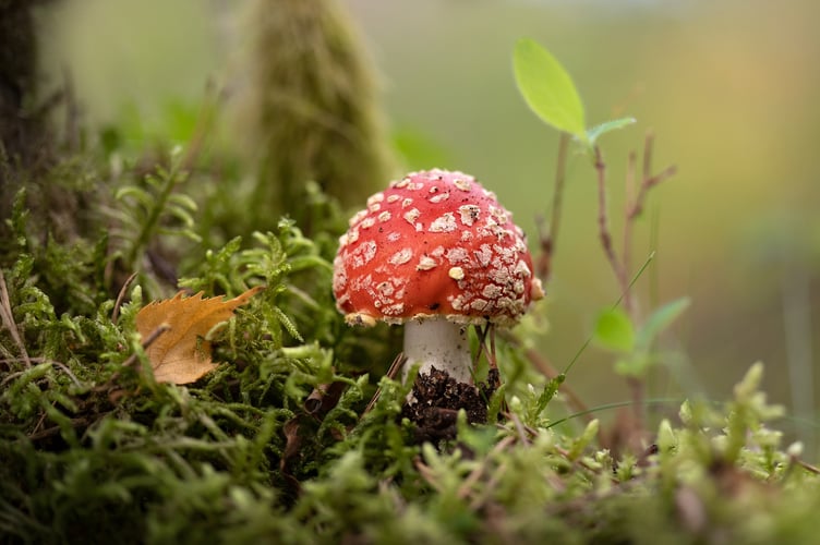 Fly Agaric mushroom ©Jon Hawkins