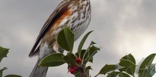 Keep eyes peeled for Surrey wildlife