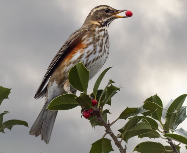 Keep eyes peeled for Surrey wildlife