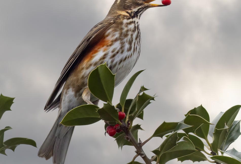 Keep eyes peeled for Surrey wildlife