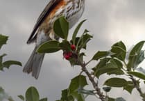 Keep your eyes peeled for Surrey wildlife