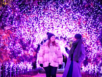 Let it Glow: RHS Wisley lights up its gardens this festive season