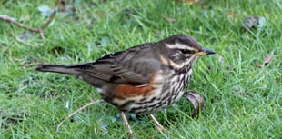 Prepare to welcome our winter guests