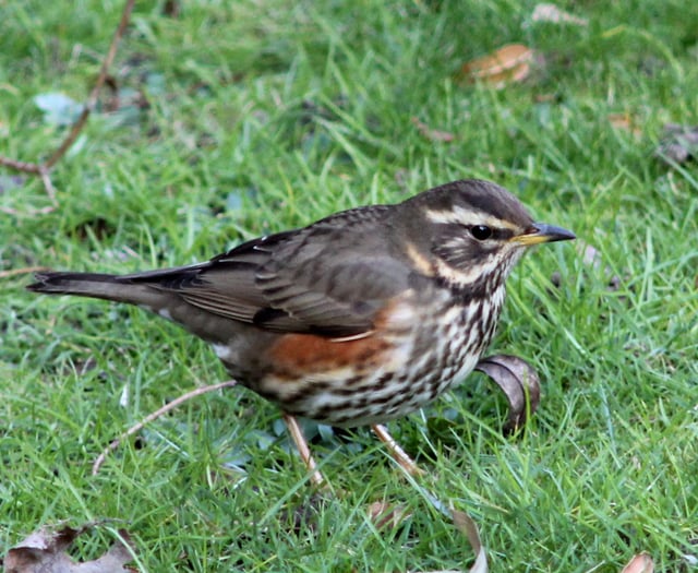 Prepare to welcome our winter guests