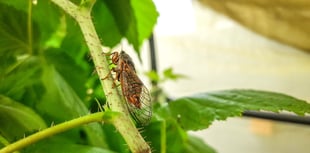 Hatching a bold plan to help cicadas