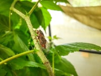 Hatching a bold plan to help cicadas