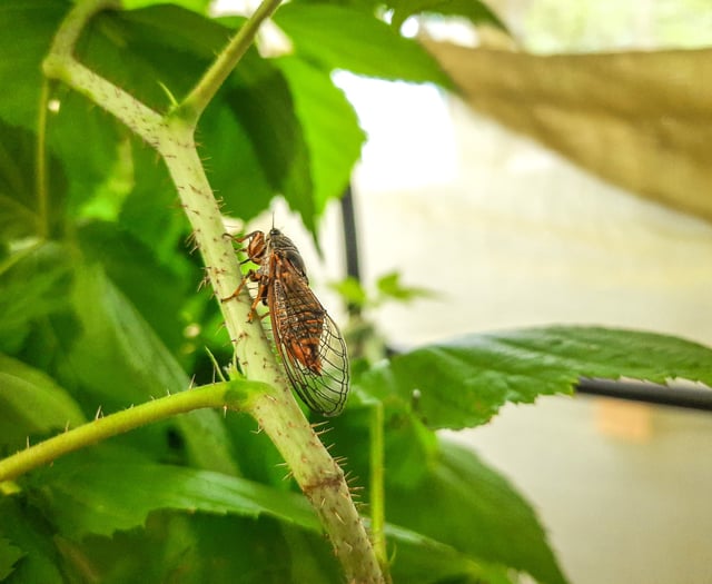 Hatching a bold plan to help cicadas