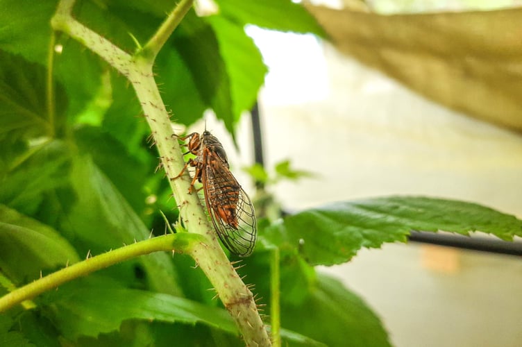 New Forest Cicada (photo by Pete Hughes)