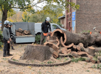 VIDEO: Rotten tree felled at Goldsworth Park shopping centre in Woking