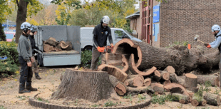 VIDEO: Rotten tree felled at Goldsworth Park shopping centre in Woking