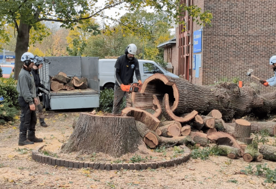 VIDEO: Rotten tree felled at Goldsworth Park shopping centre in Woking
