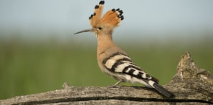 Rare birds find strength in numbers