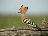 Rare birds find strength in numbers