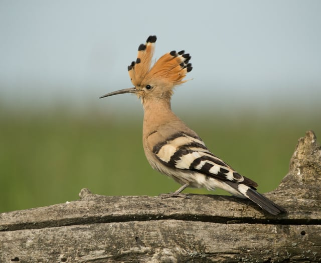Rare birds find strength in numbers