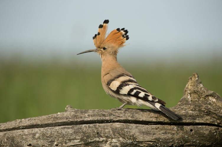 Hoopoe .. Photo by Edmund Fellowes, BTO