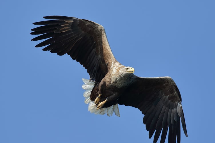 White-tailed Eagle. Photo by Liz Cutting, BTO