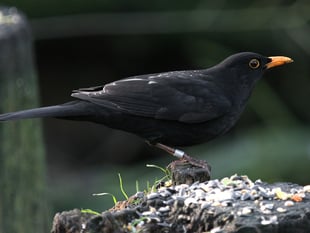Where did that bird go? Give it a ring!