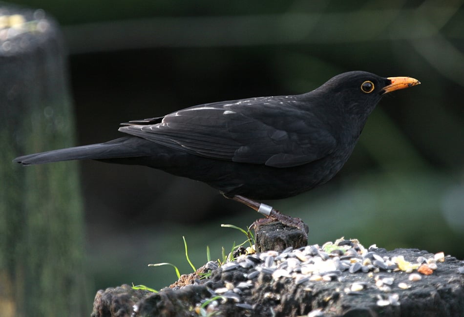 Where did that bird go? Give it a ring!