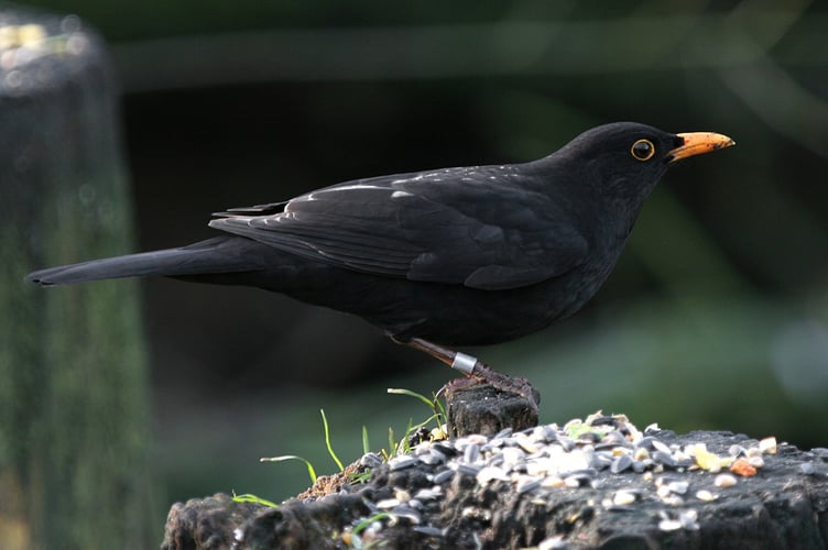 Ringed Blackbird by Gray Images for BTO