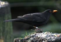 Want to know where that bird is? Give me a ring!