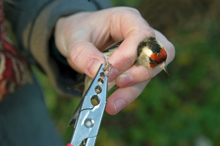 Licensed BTO bird ringer with Goldfinch by David Tipling for BTO