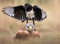 Woking Photographic Society awards top photographers