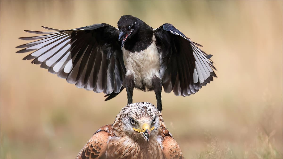 Woking Photographic Society honours outstanding nature photographers