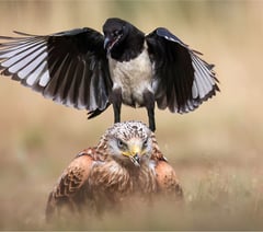 Woking Photographic Society awards top photographers