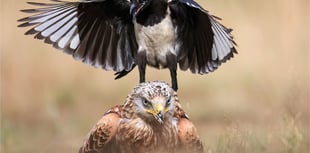 Woking Photographic Society awards top photographers