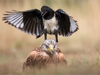 Woking Photographic Society awards top photographers