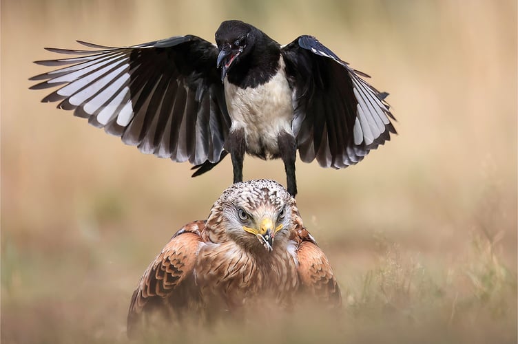 Wendy Almond: Red Kite Encounter with a Magpie