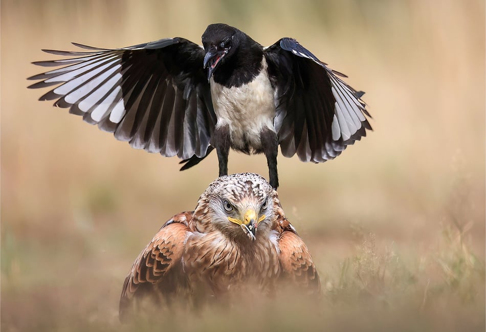 Woking Photographic Society awards top photographers